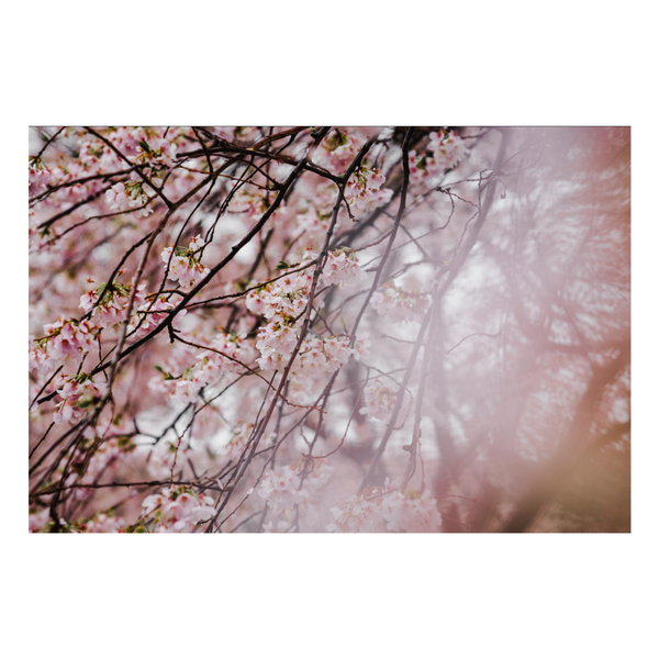 Zela Place Mats Cherry Blossom 25pk