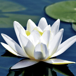 Paper + Design Napkins Water Lily 33x33cm 20pk