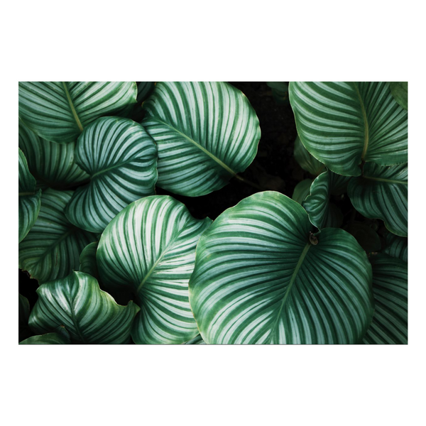 Zela Place Mats Tropical Leaves   25pk